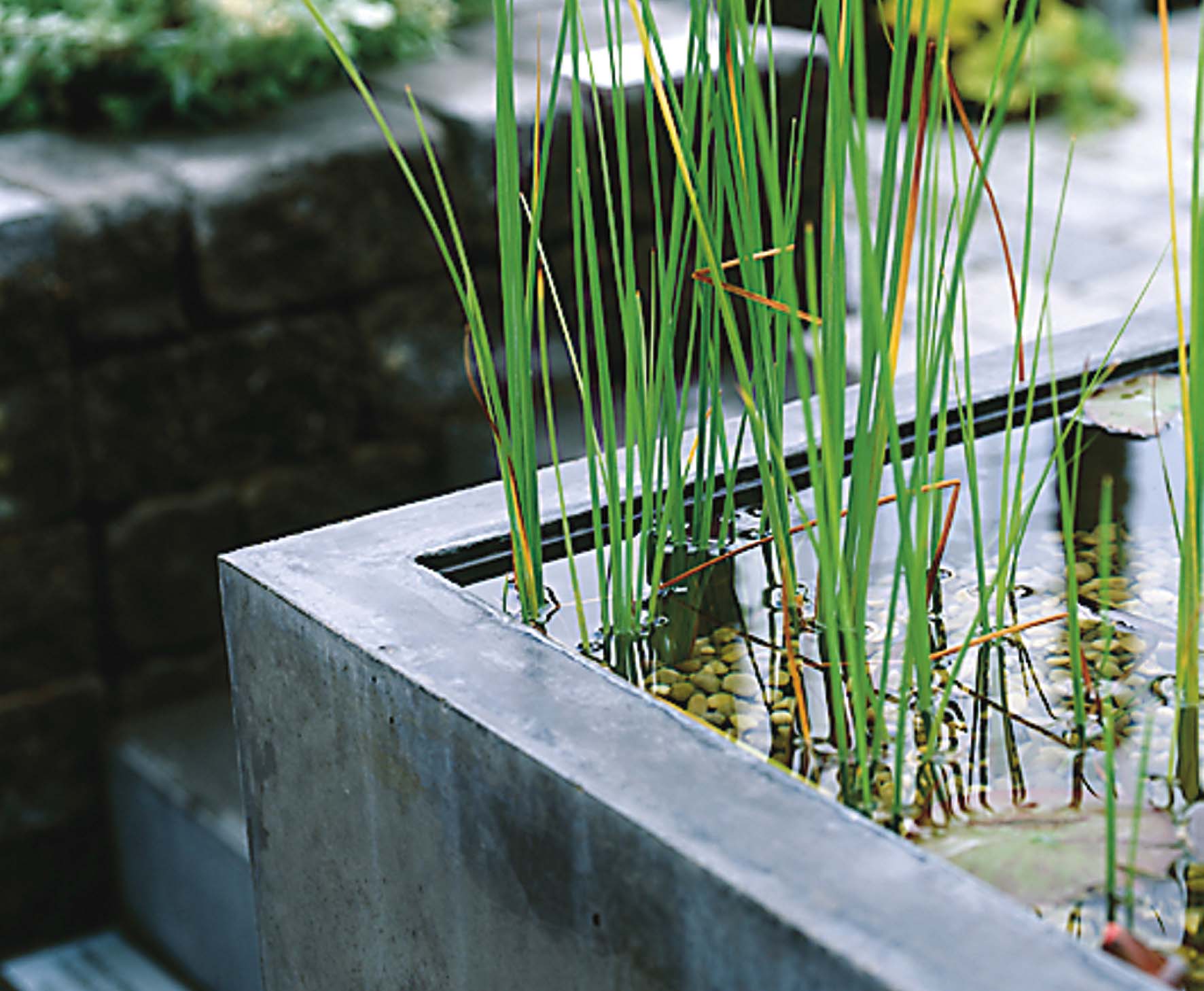 Antracitfärgad betongkruka med vatten och vattenväxter